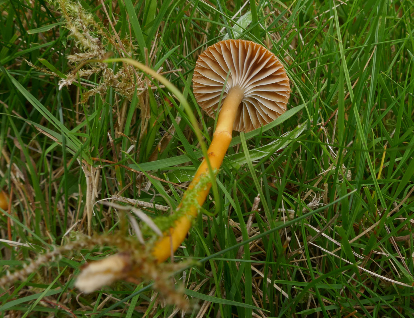 Photo © Jackie Ewan Gliophorus laetus by Jackie Ewan